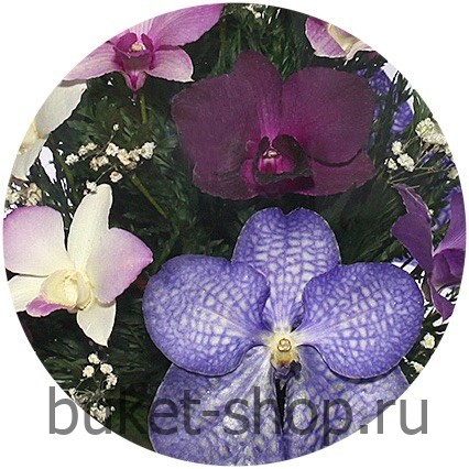�������. . �������� ������ BUKET-SHOP.RU